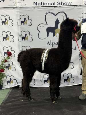 2023 and 2024 AAI National Halter Show Black Champion