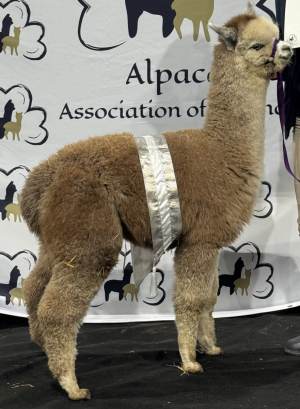 2024 AAI National Halter Show Champion Grey Male