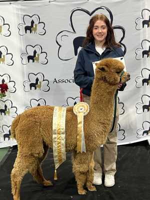 2024 AAI National Halter Show Champion Fawn Female Ambermoon Evangeline