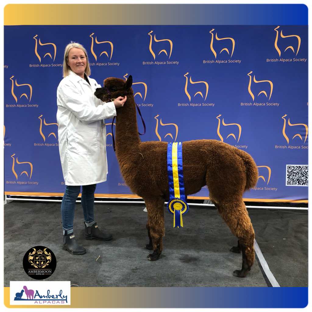 Woman presenting award-winning alpaca at British Alpaca Society event