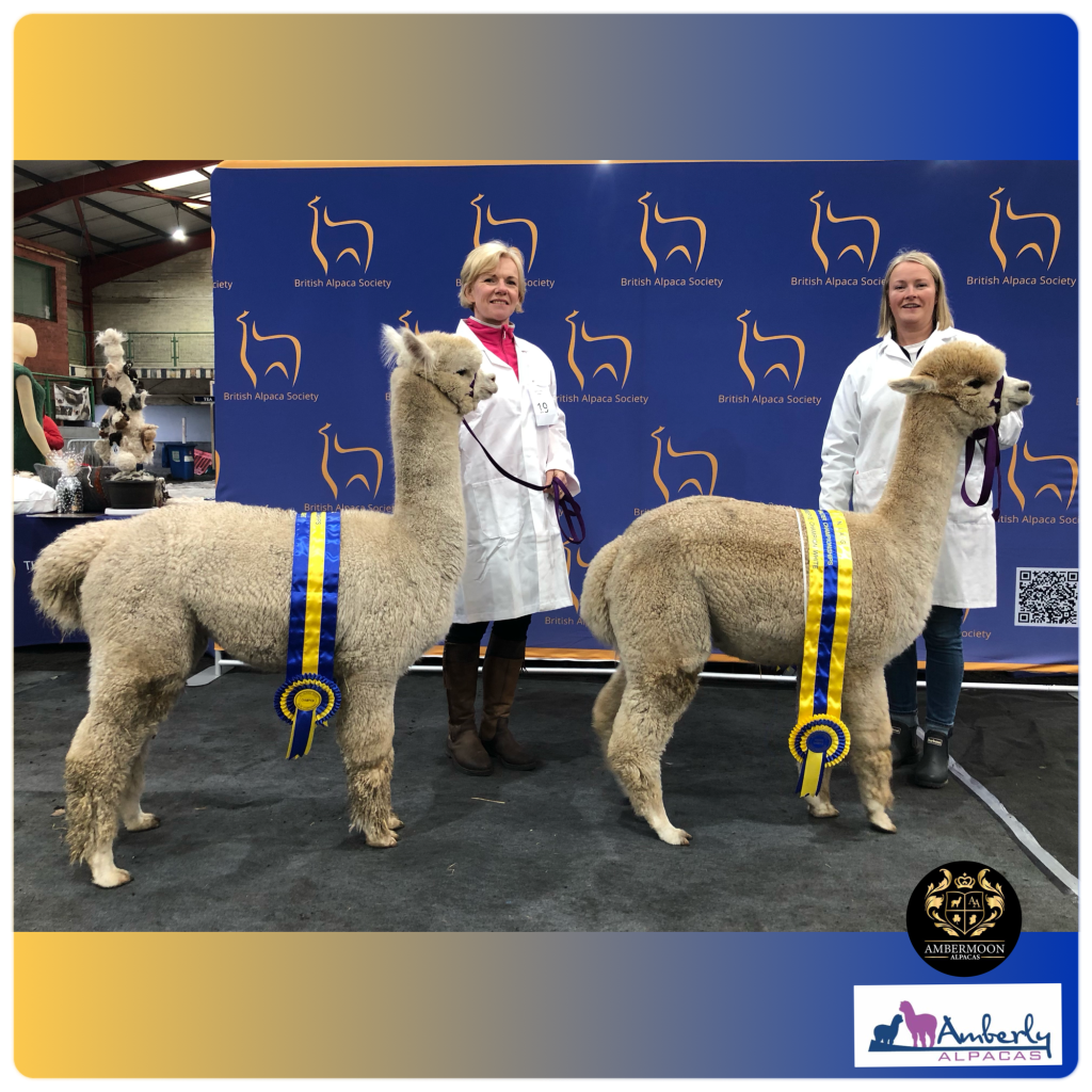 Award-winning alpacas with handlers at British Alpaca Society event
