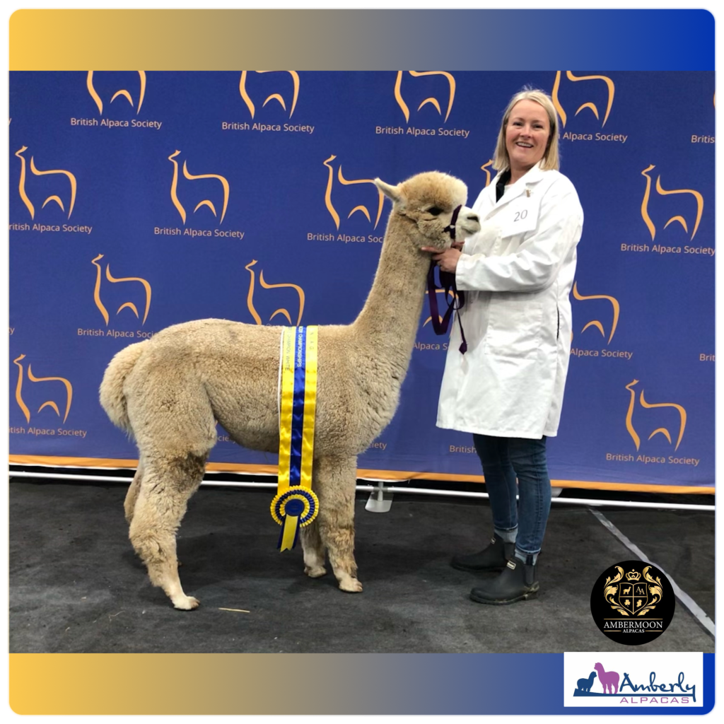 Award-winning alpaca with owner at British Alpaca Society event