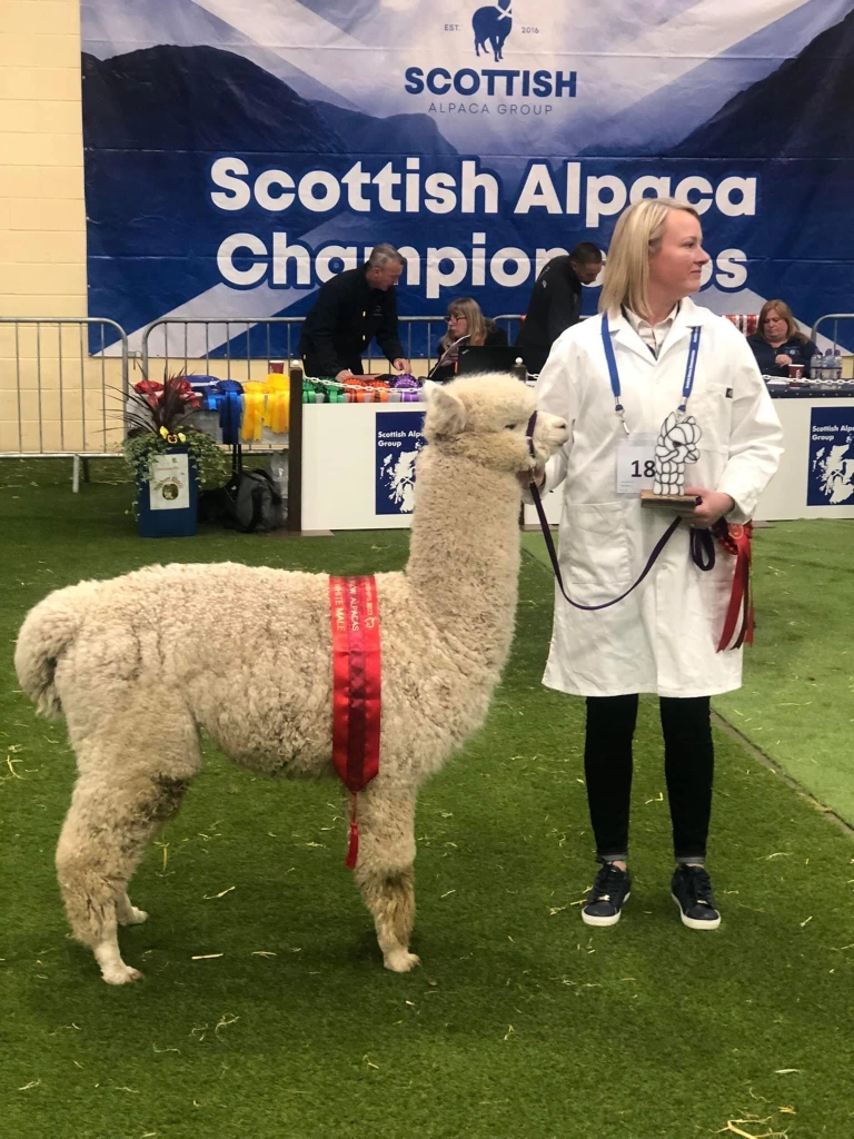 Amberly Tactical-Champion White Huacaya Male at the Scottish Halter Championships 2023