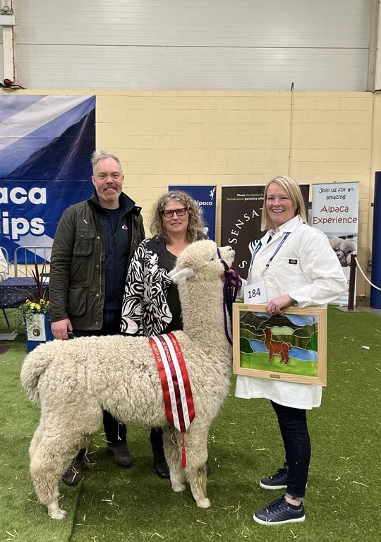 Amberly Tactical - Champion White Huacaya Male and Judge’s Choice Huacaya at the Scottish Halter Championships 2023
