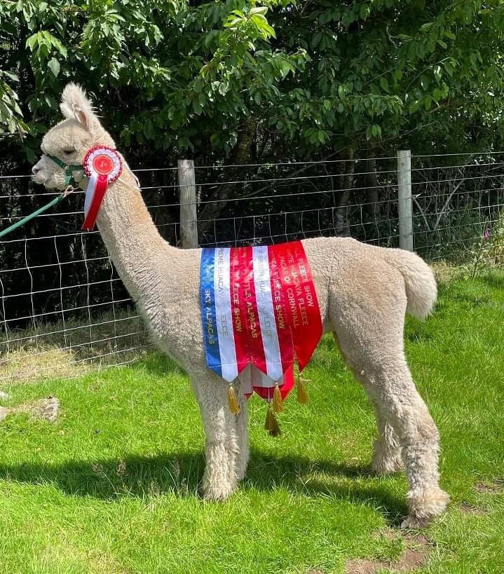Award-winning alpaca with multiple prize ribbons outdoors