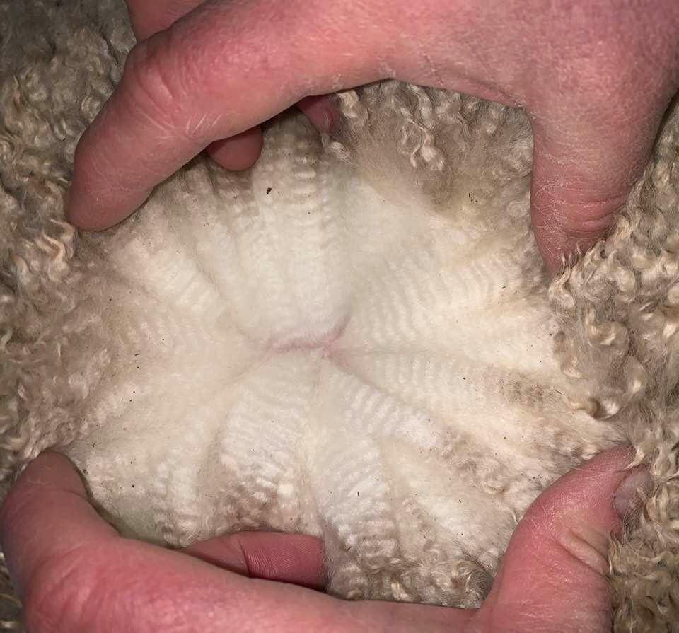 Close-up of white merino wool texture with hands