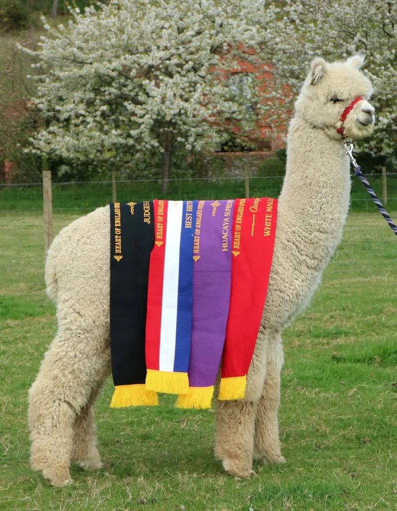 Alpaca wearing multiple award ribbons in a field