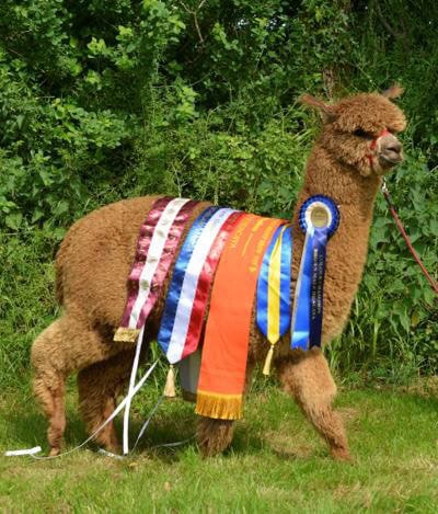 Award-winning llama adorned with colorful ribbons outdoors