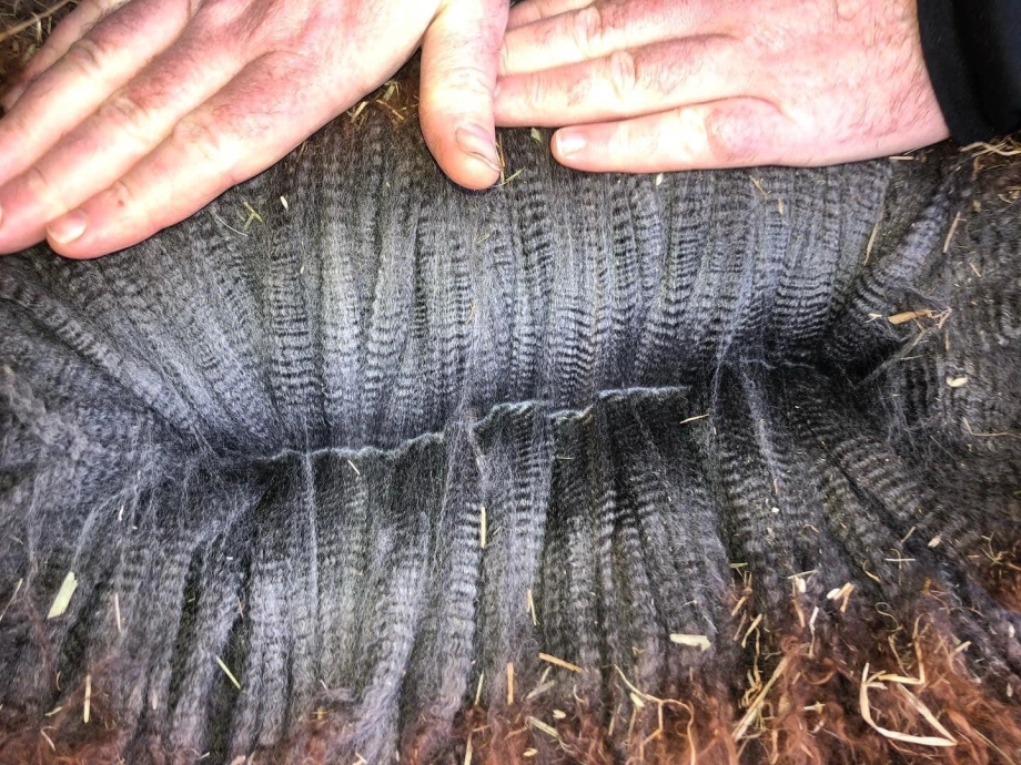Hands on textured wool with hay