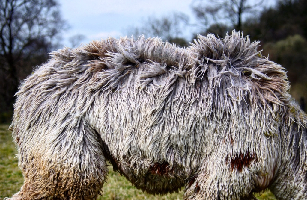 Close-up of shaggy, woolly sheep in natural setting