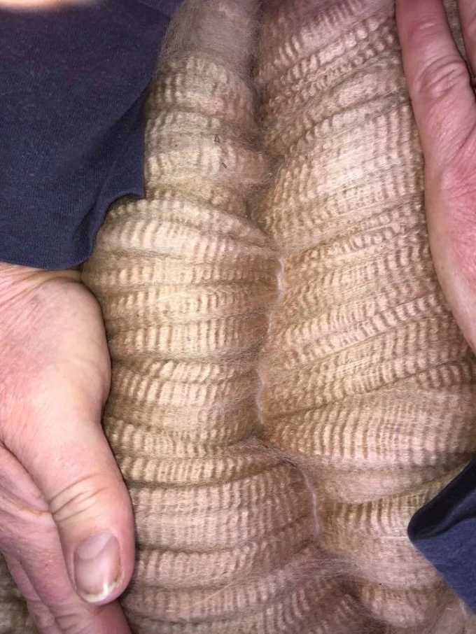 Close-up of textured elephant skin held by human hands