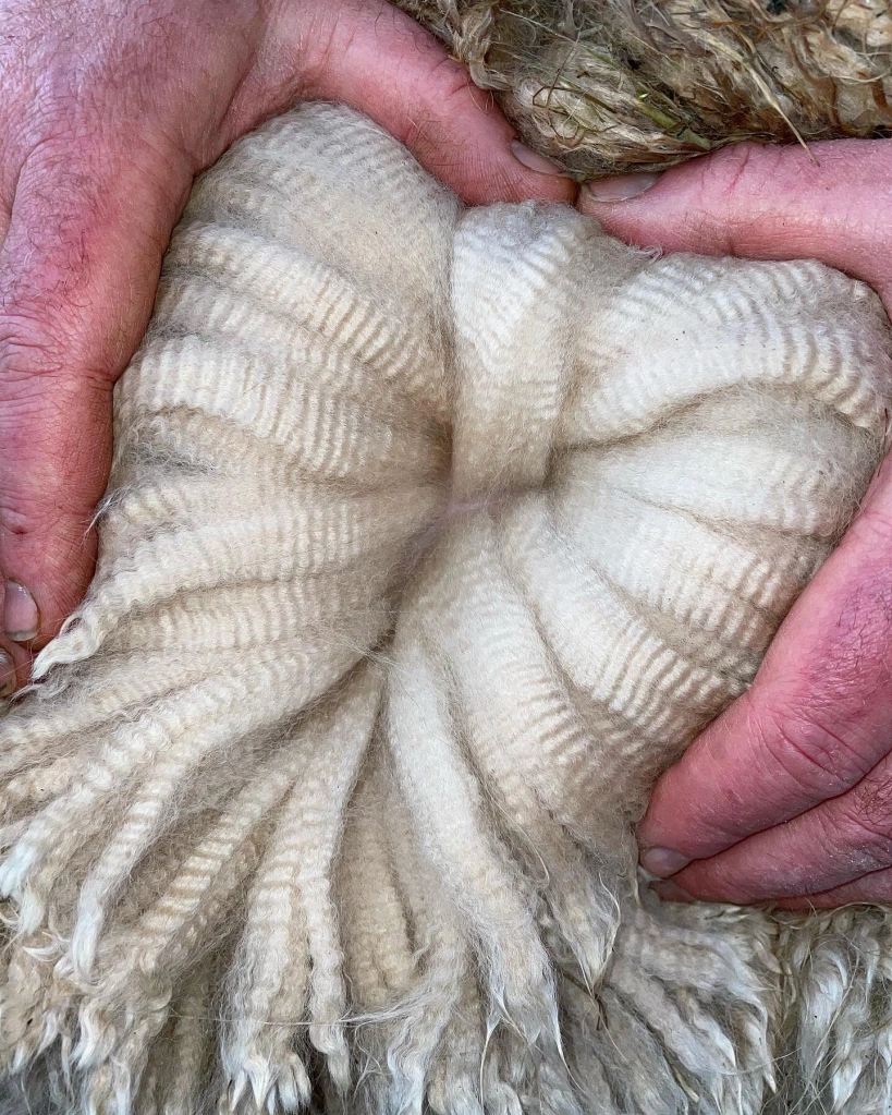 Hands parting sheep's wool showing texture