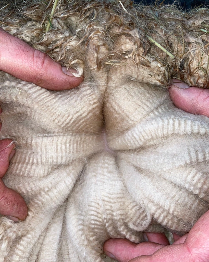 Close-up of hands holding textured sheep wool