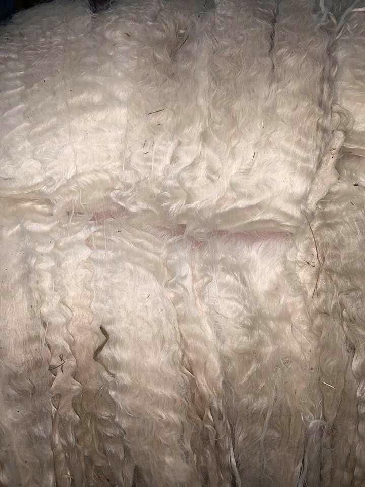 Close-up of white sheep wool texture