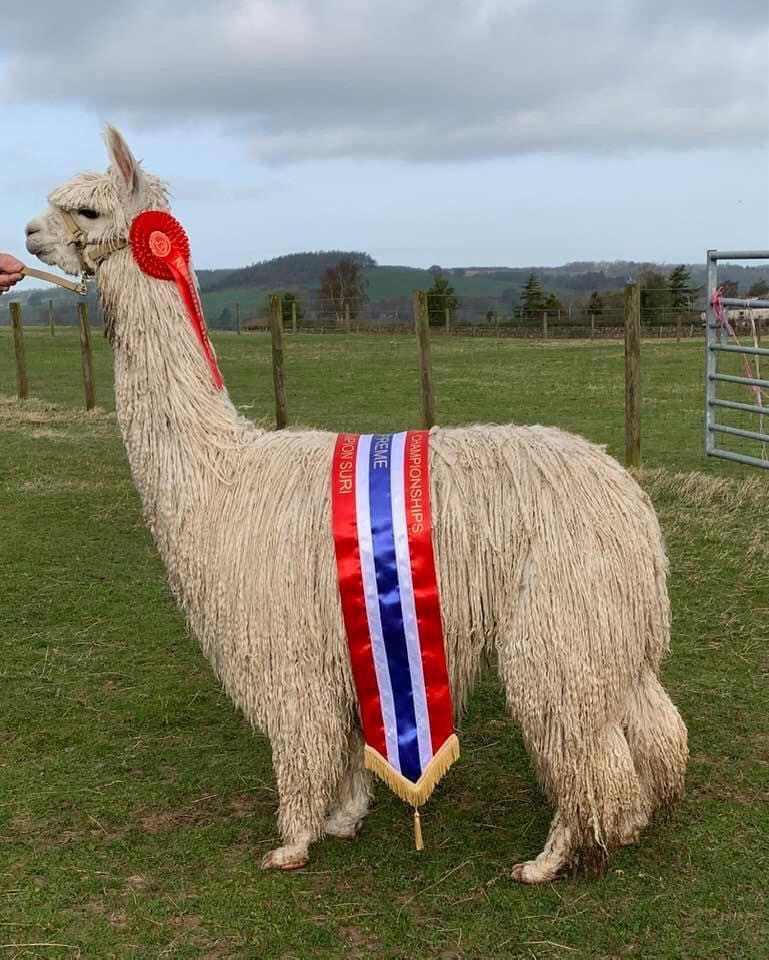Award-winning alpaca with ribbons in a field