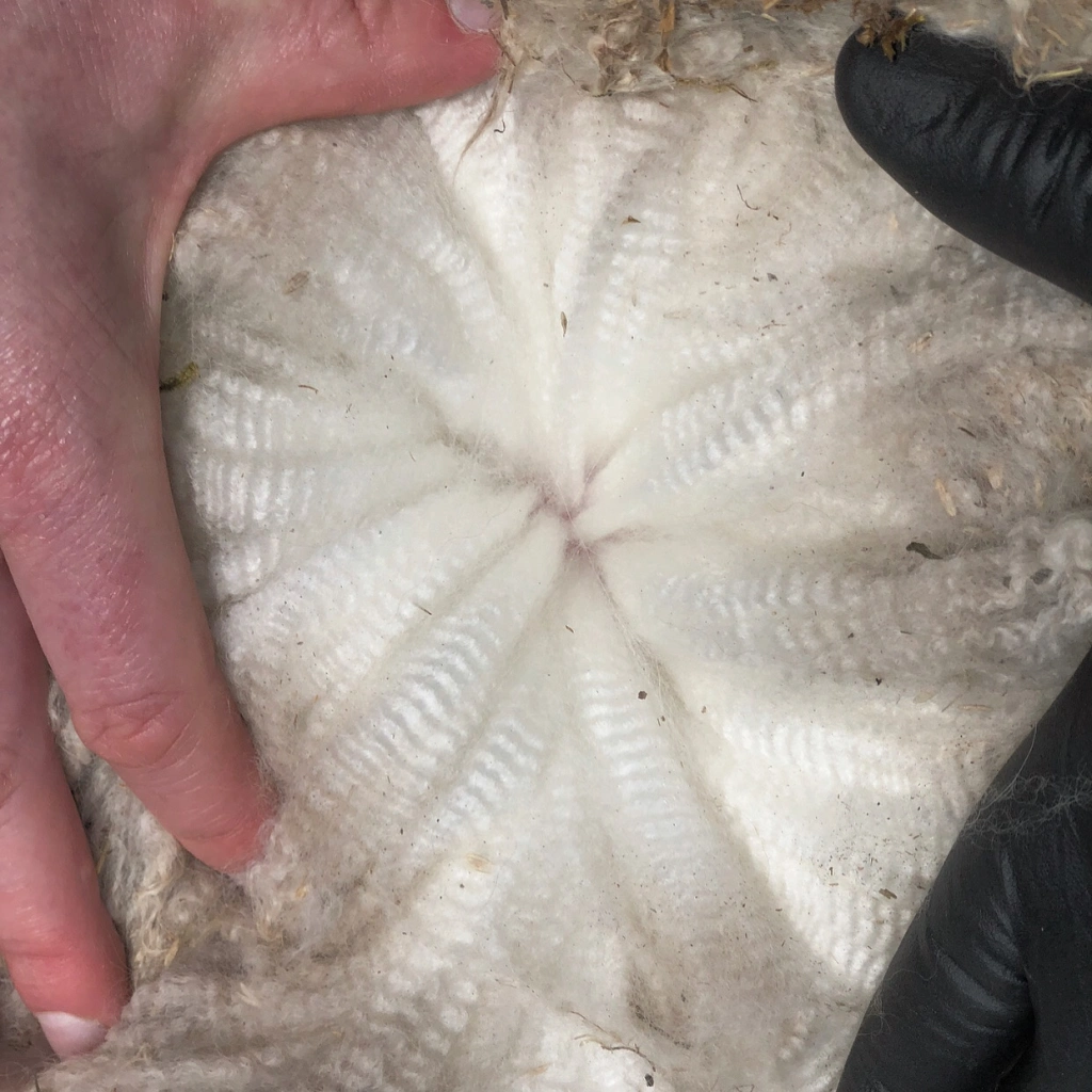 Close-up of a white sand dollar held by hands