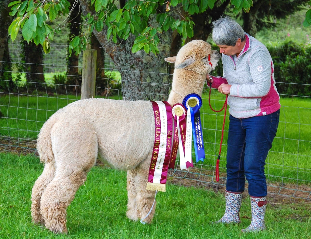 Woman with award-winning alpaca at outdoor event