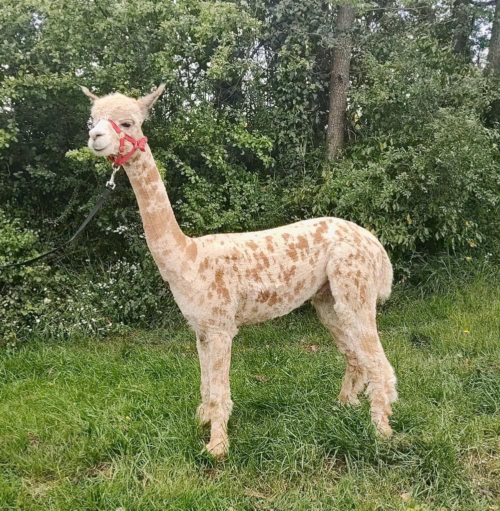 Spotted alpaca with red halter stands in lush field