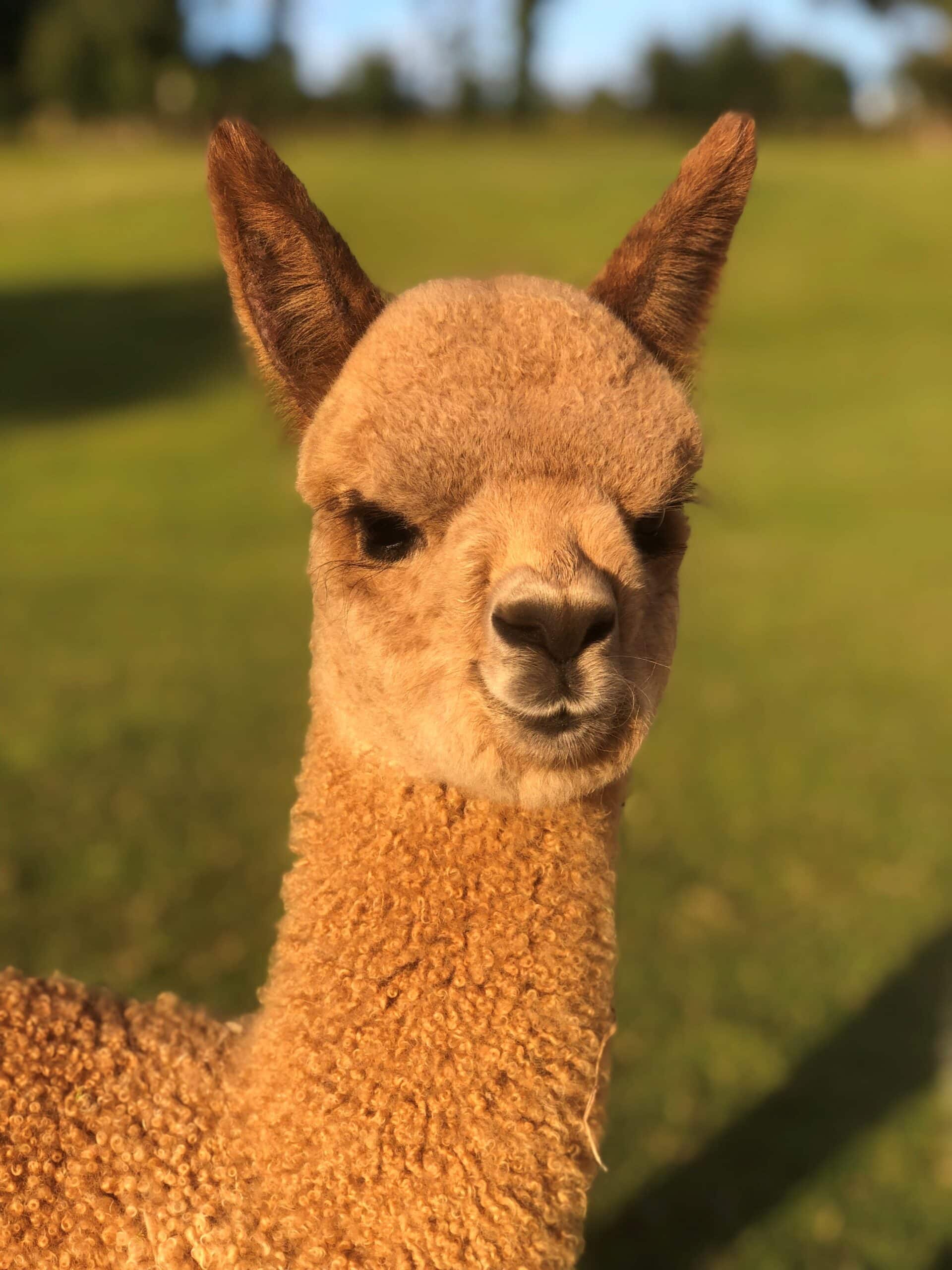 Close-up of brown alpaca in sunny field