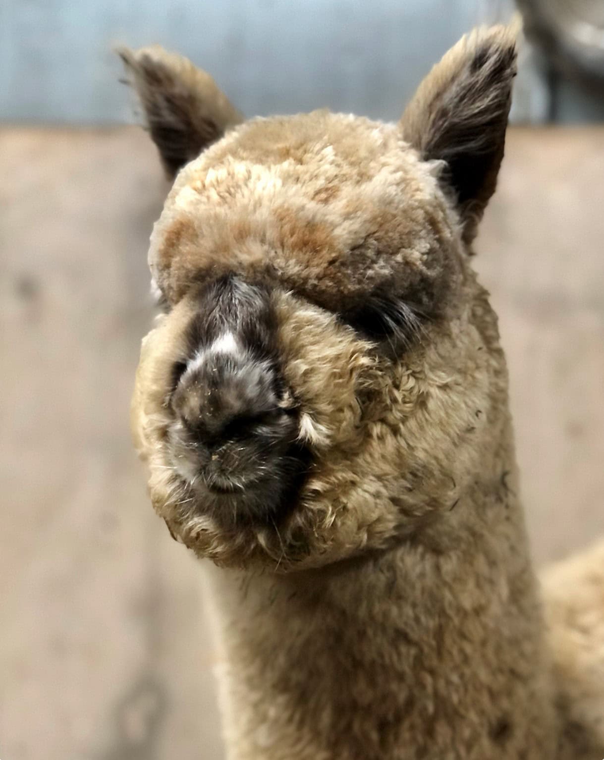 Close-up of a fluffy brown alpaca's face
