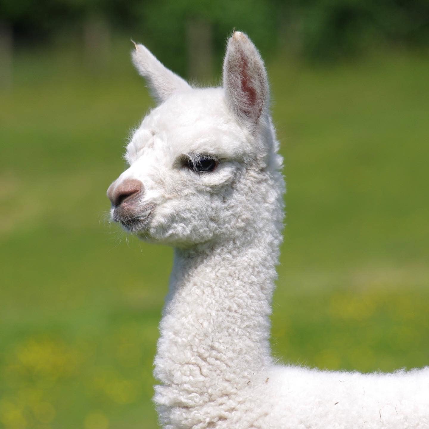 White alpaca with a lush green background