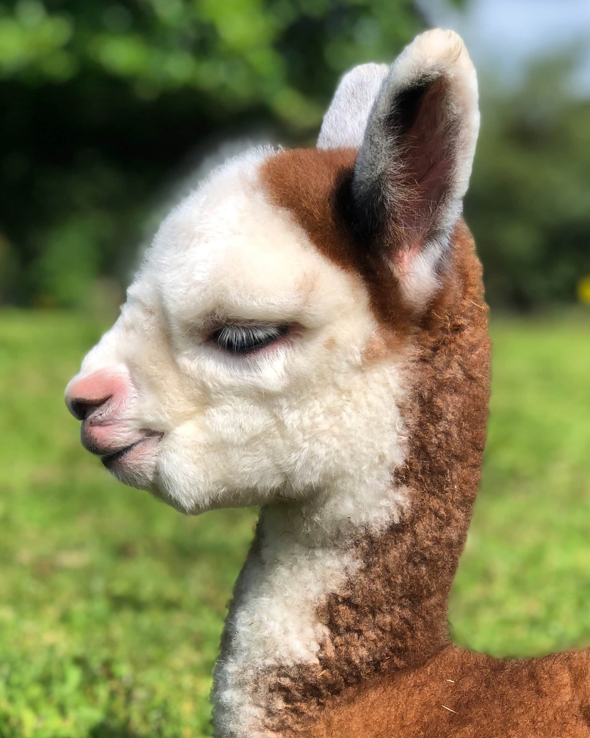 Close-up of a multicolored alpaca against green background