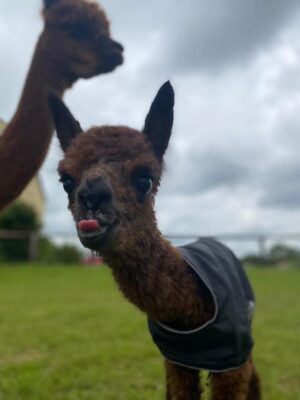 Close-up of brown alpaca sticking tongue out