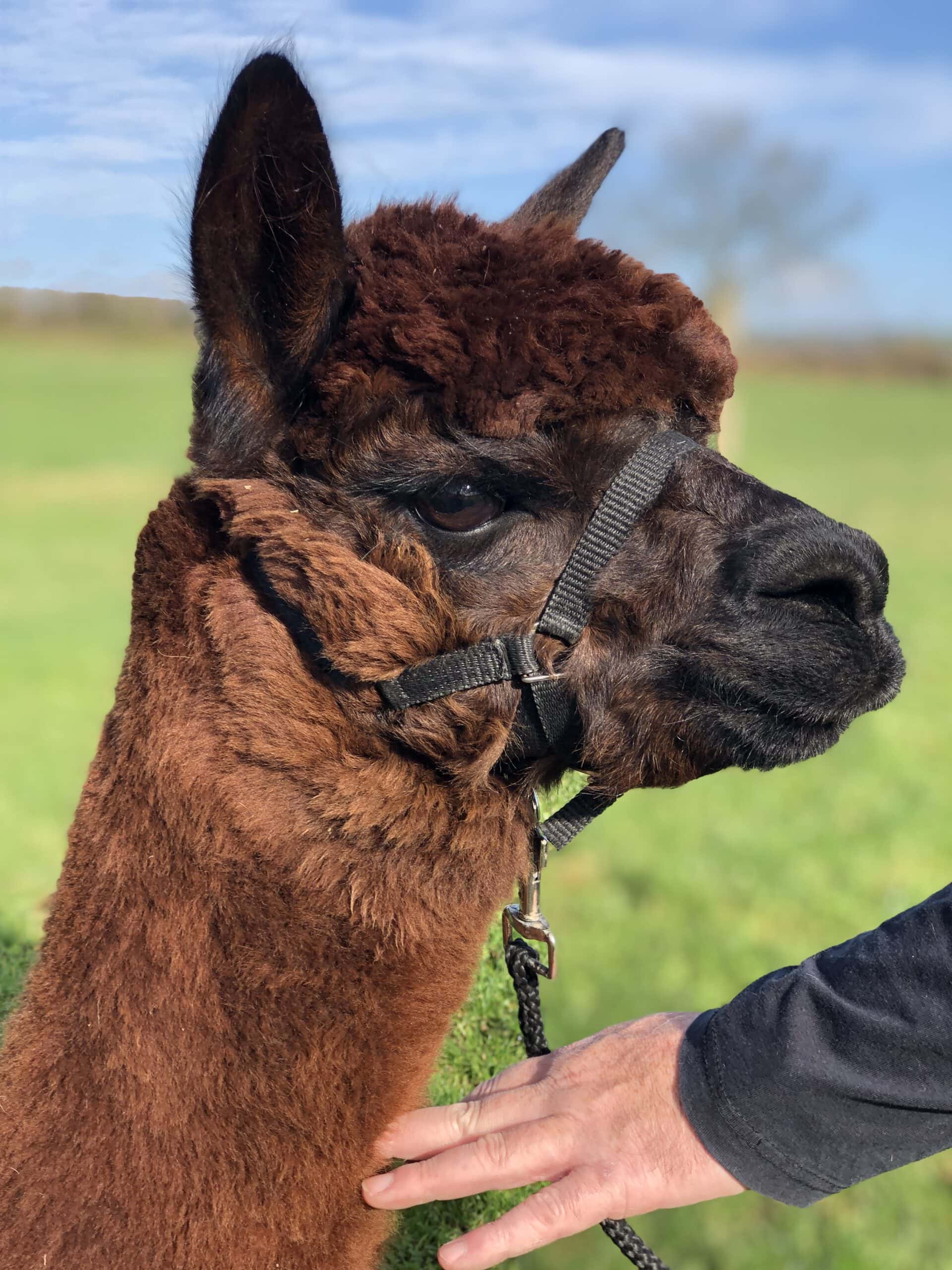 Close-up of a brown alpaca with a halter in a field