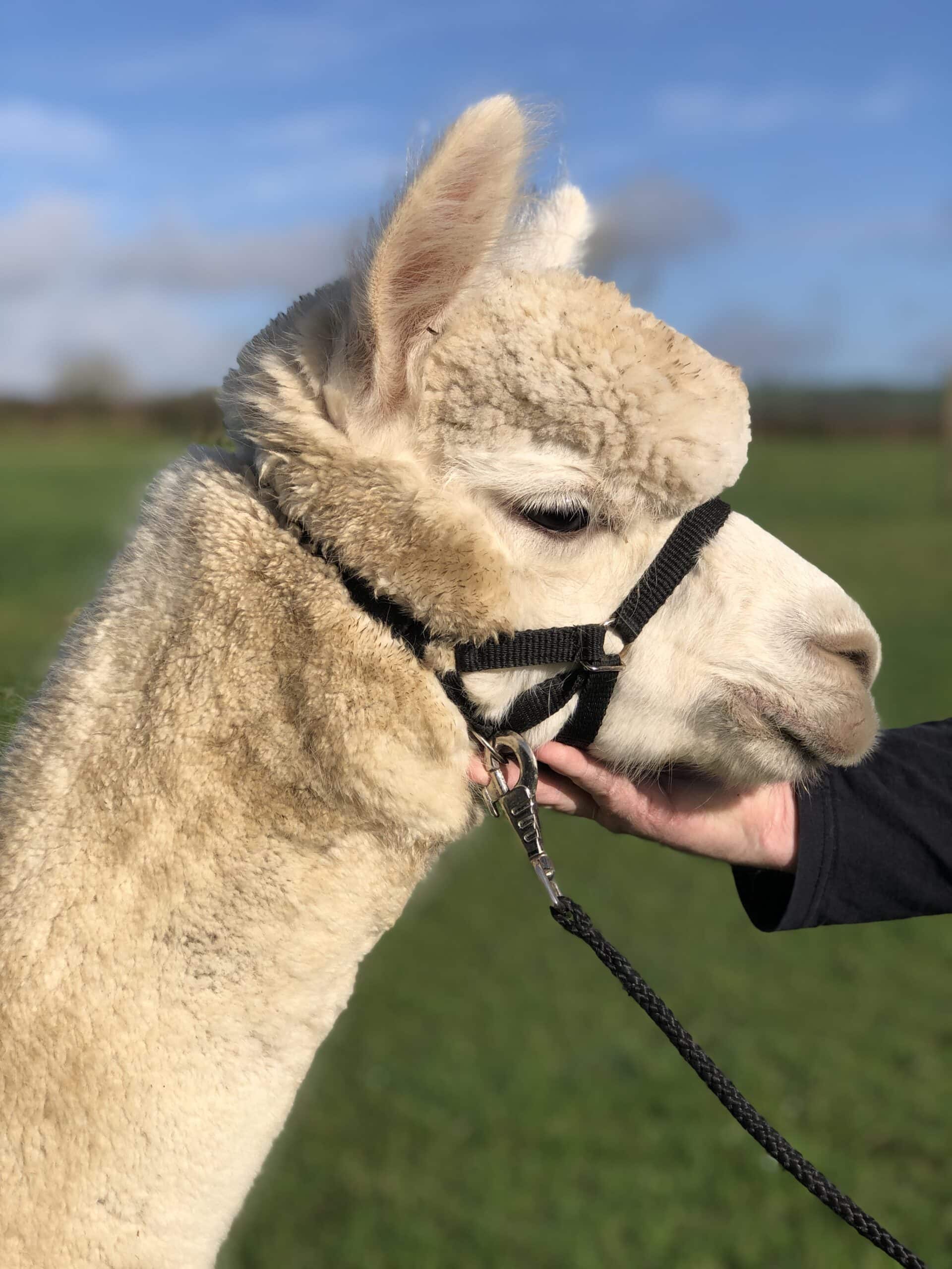 Close-up of a white alpaca wearing a harness