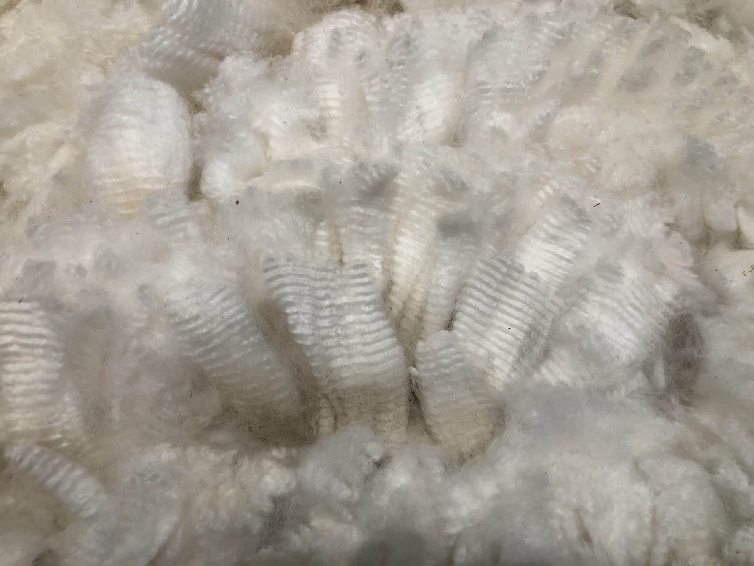 Close-up of textured white sheep wool
