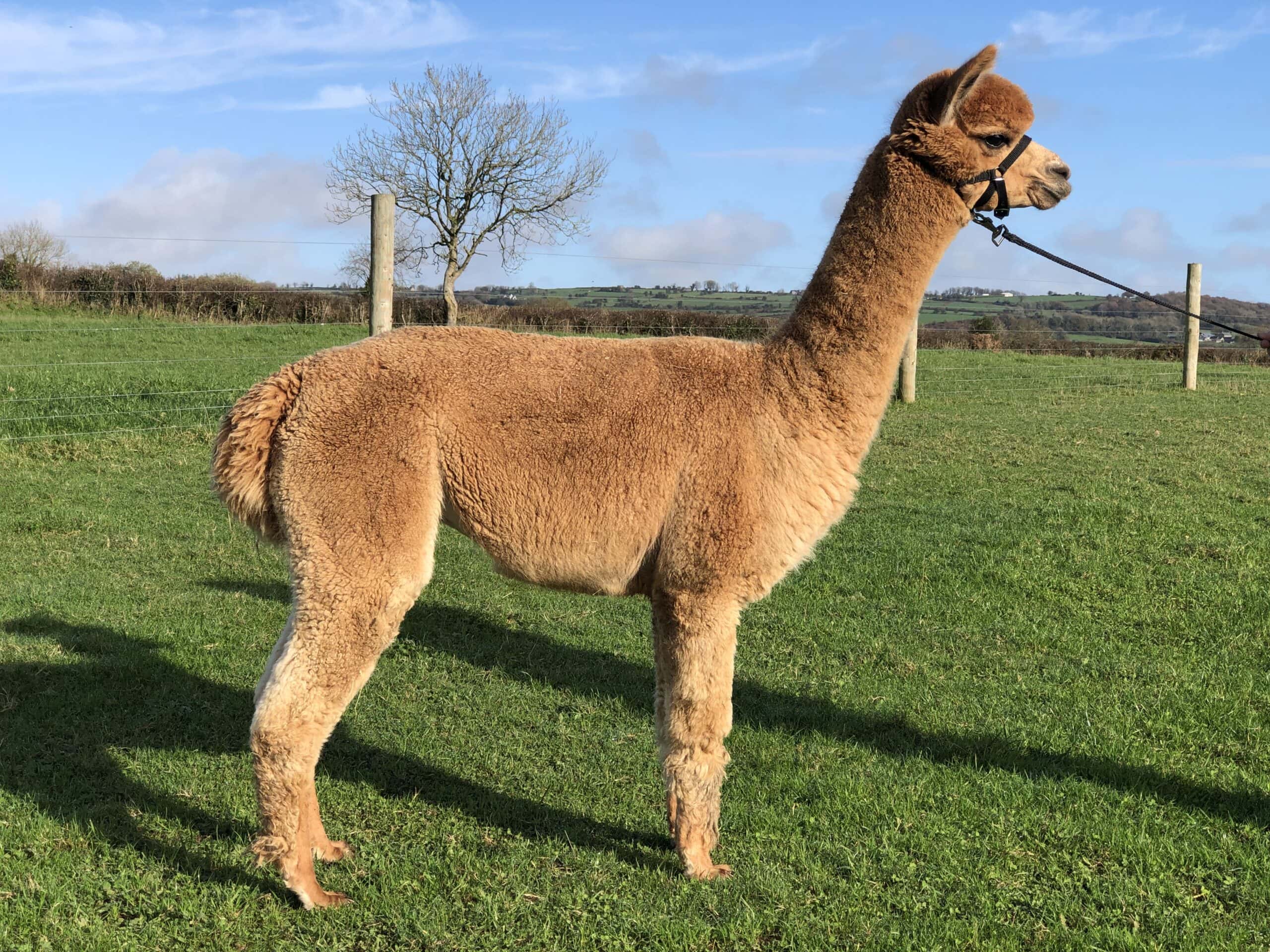 Alpaca standing in bright, grassy field