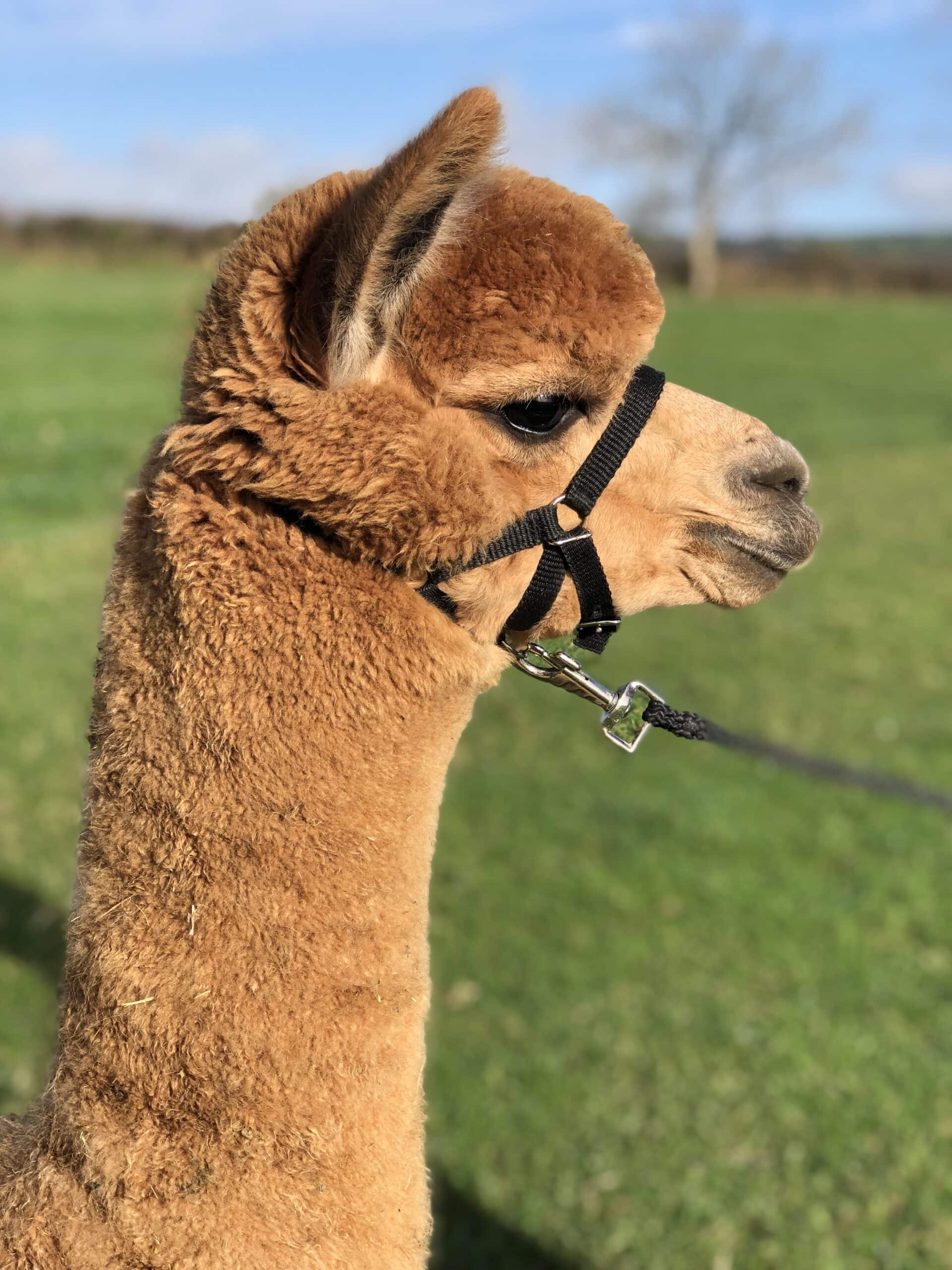 Brown alpaca with halter in sunny pasture