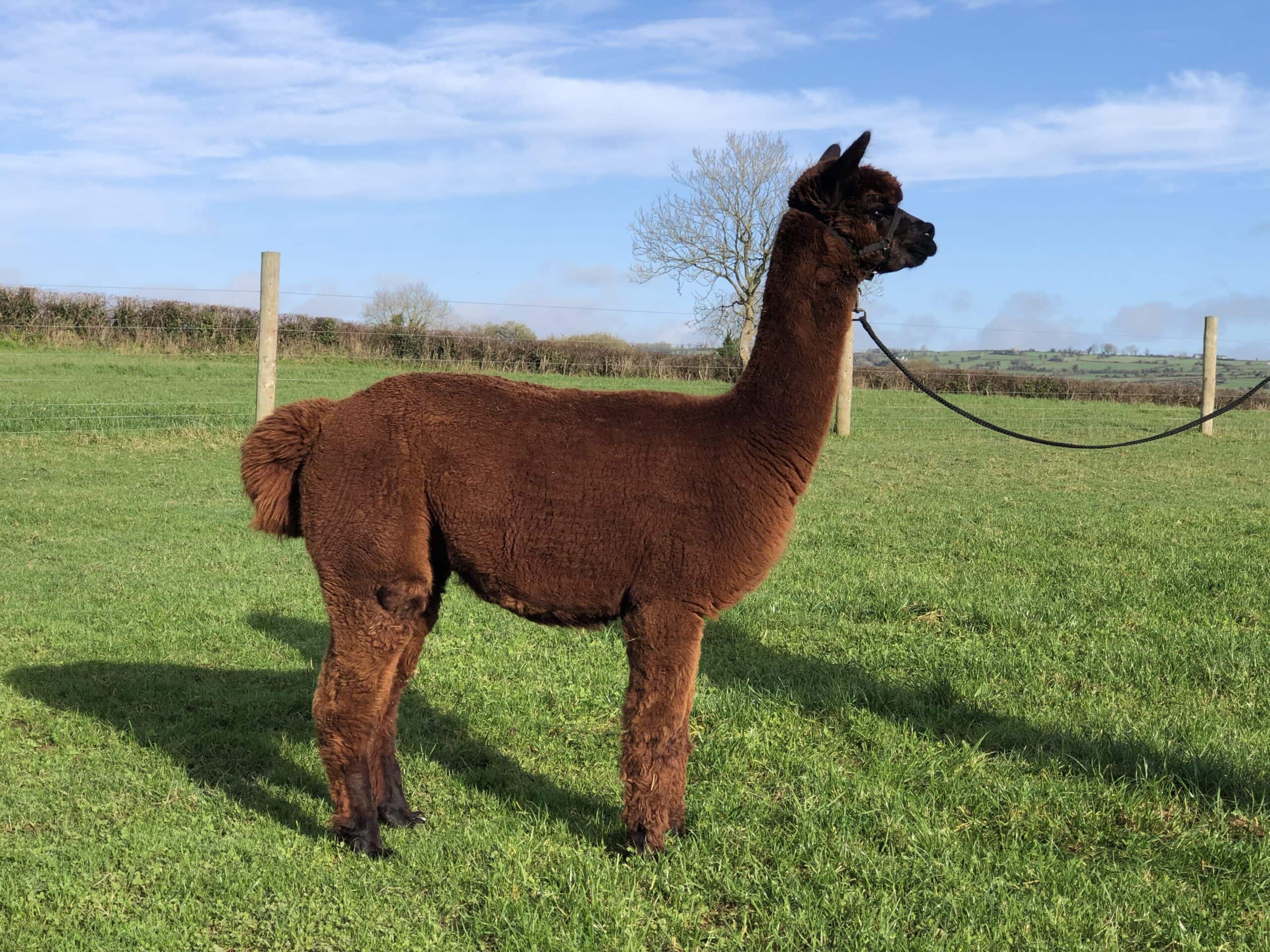 Brown alpaca standing in sunlit green field