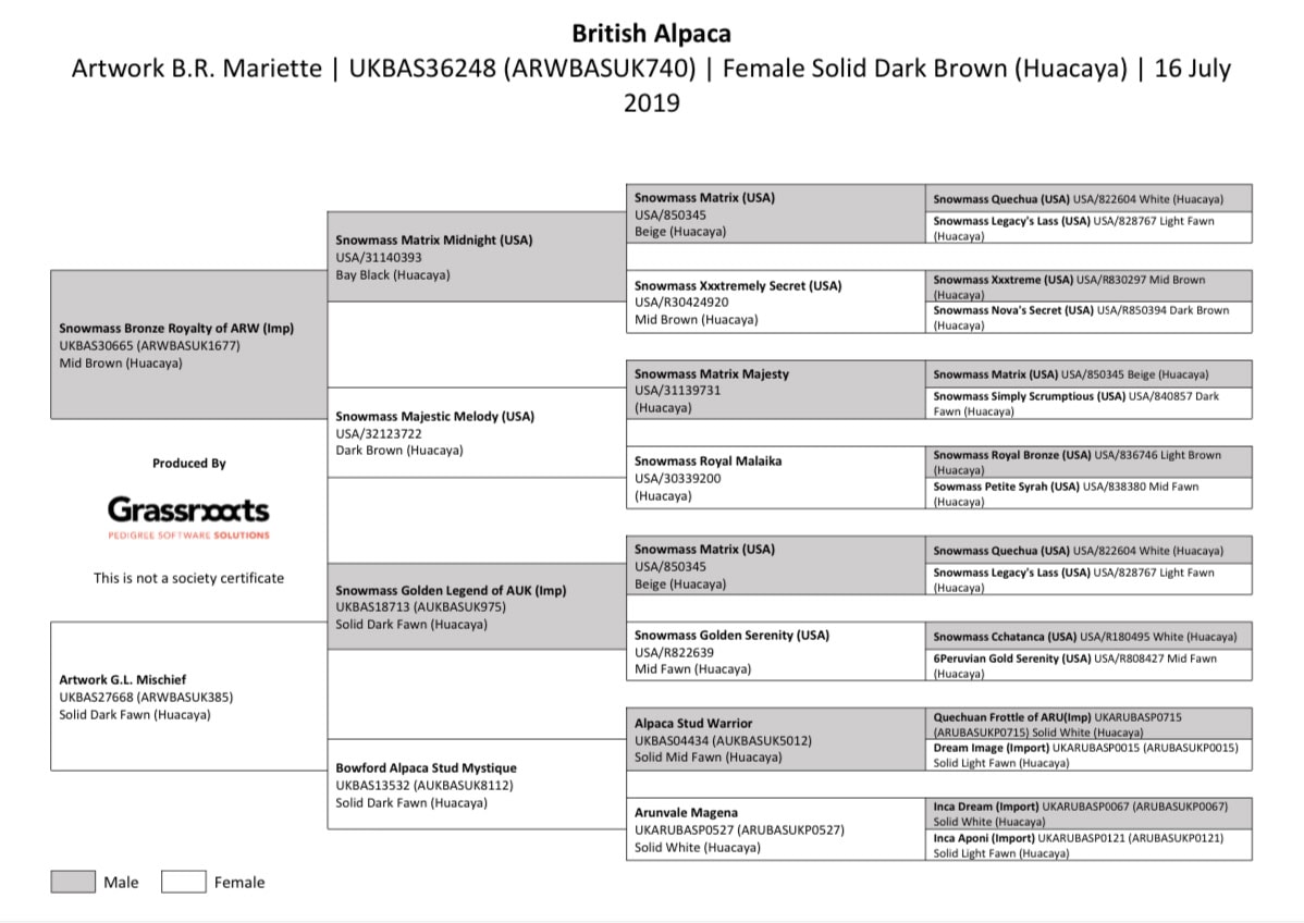 Document detailing British Alpaca pedigree lineage.
