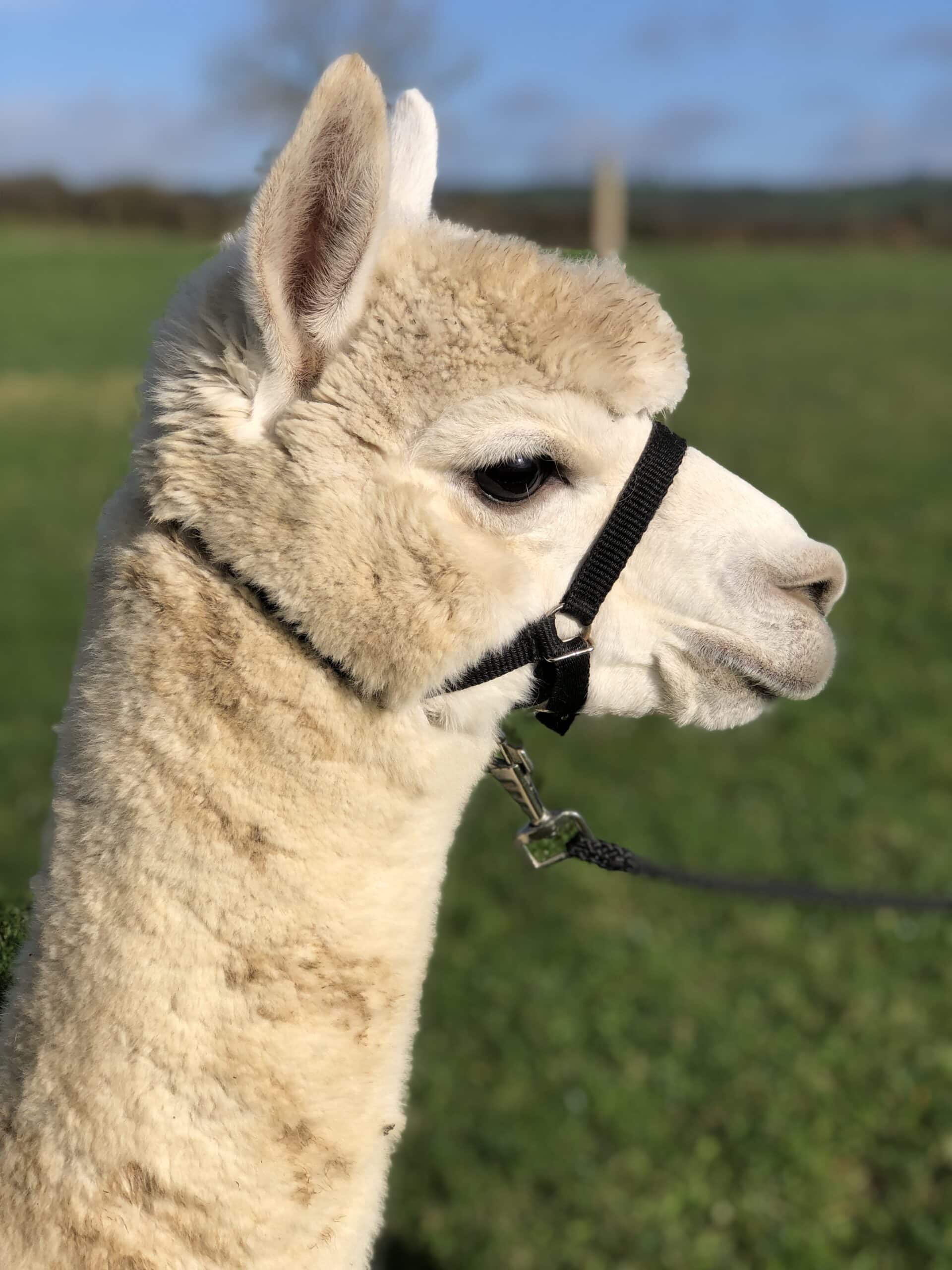 Close-up of a harnessed alpaca in sunny pasture