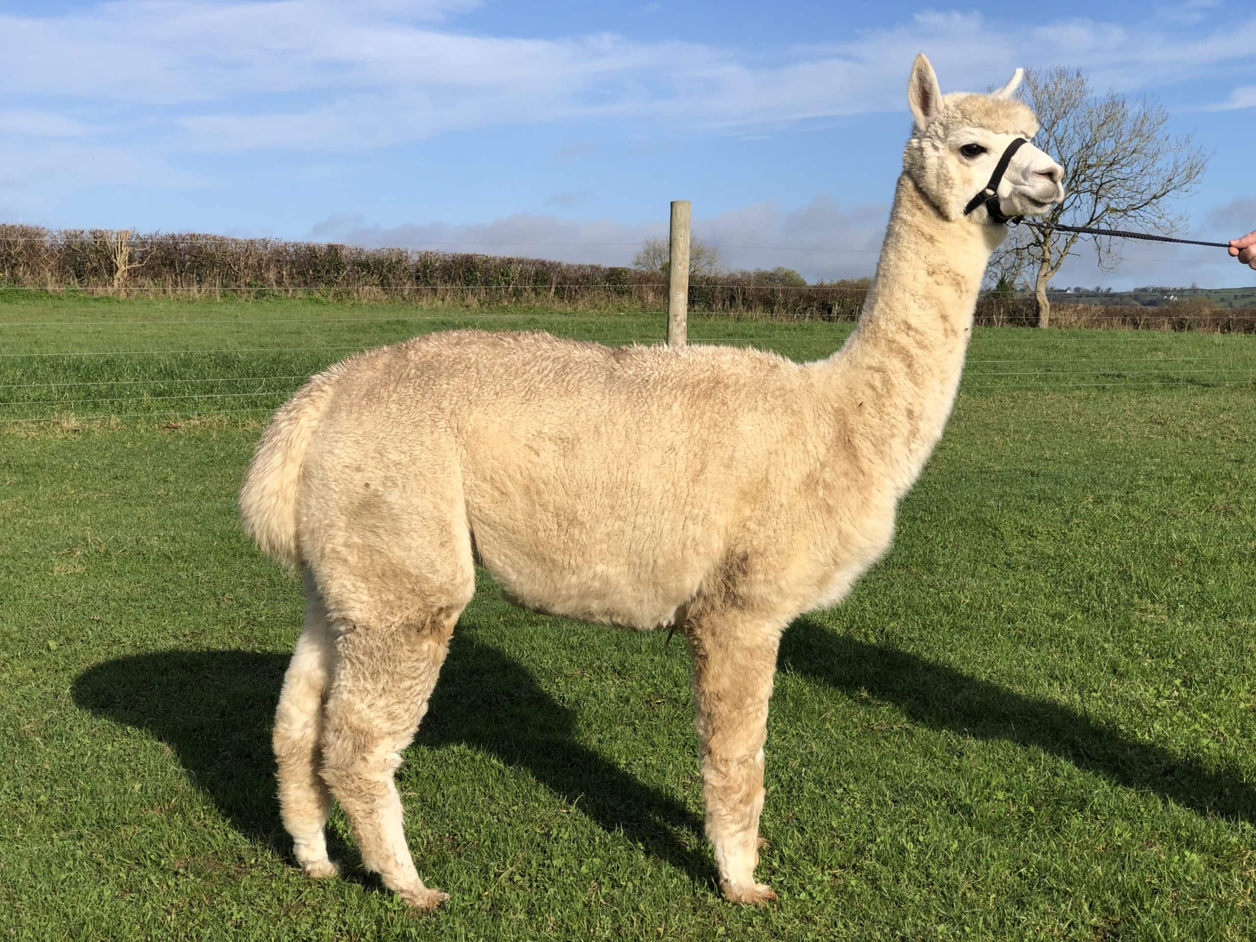 Light brown llama standing in sunny green field