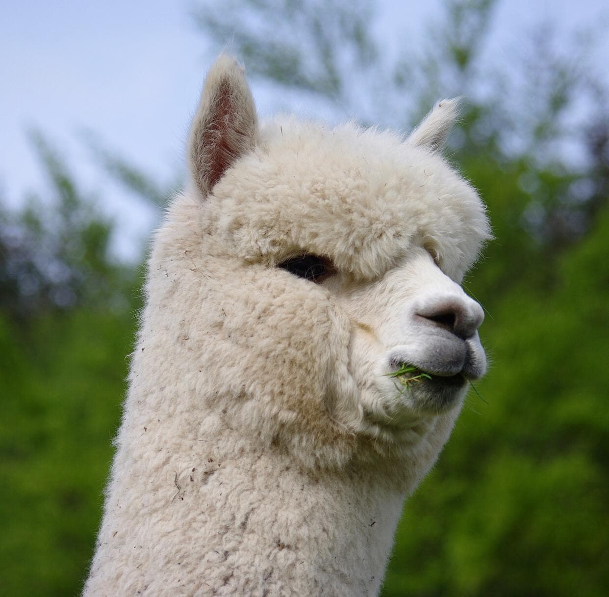 Portrait of a white alpaca eating grass