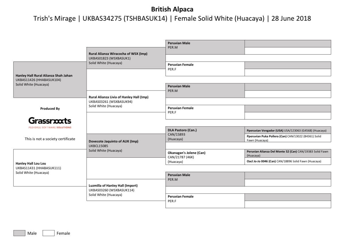 Pedigree chart of British Alpaca Trish's Mirage