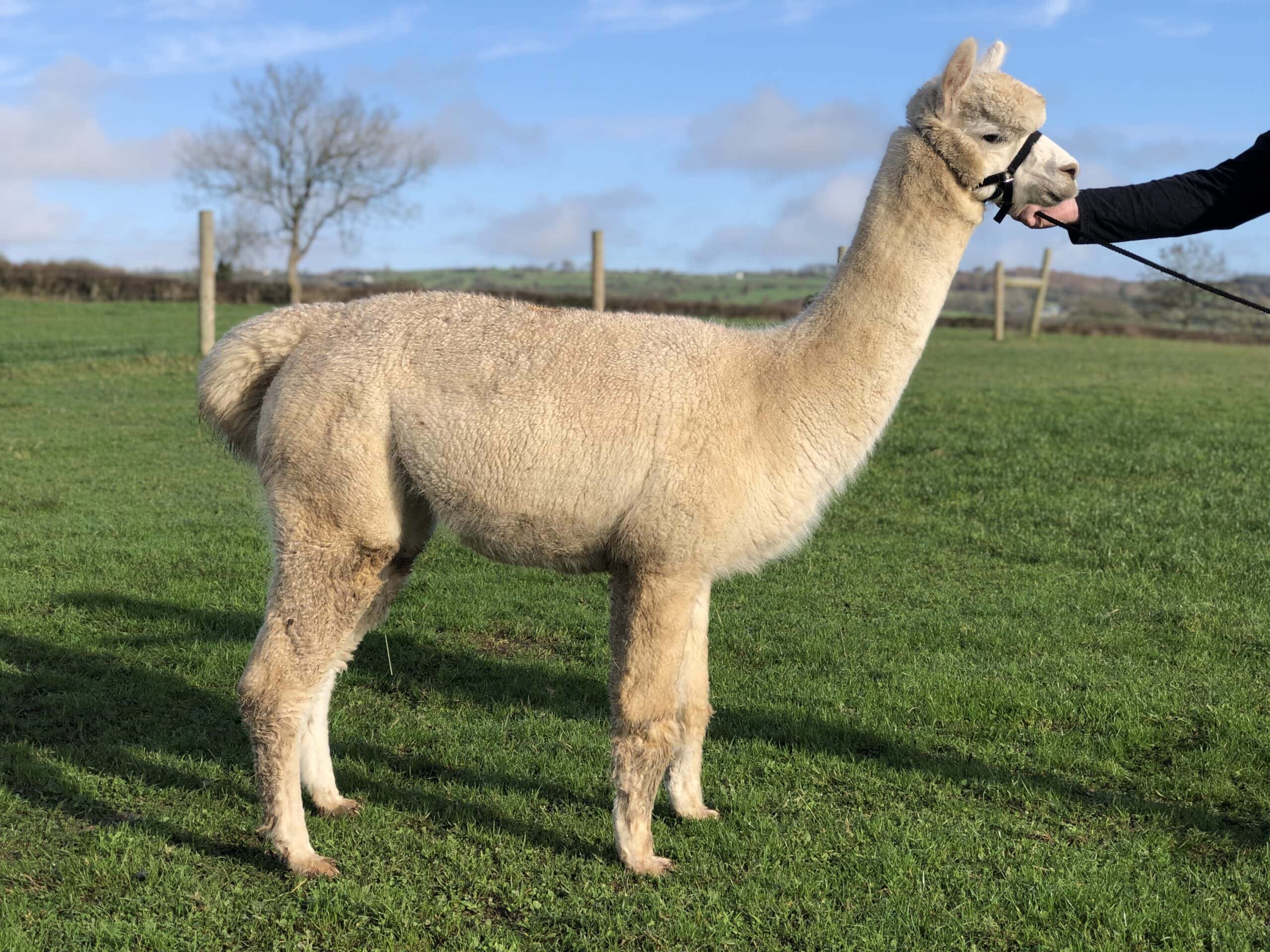 Alpaca on grass field with handler on sunny day