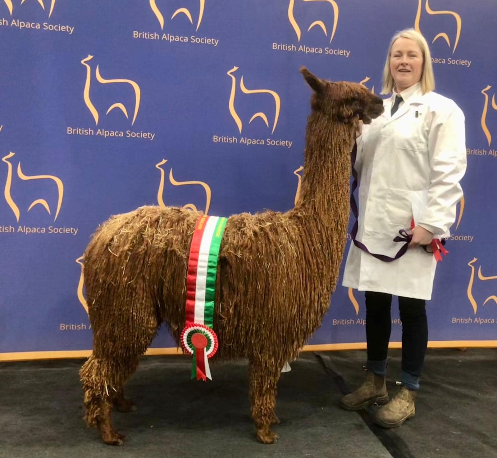 Award-winning alpaca with handler at British Alpaca Society