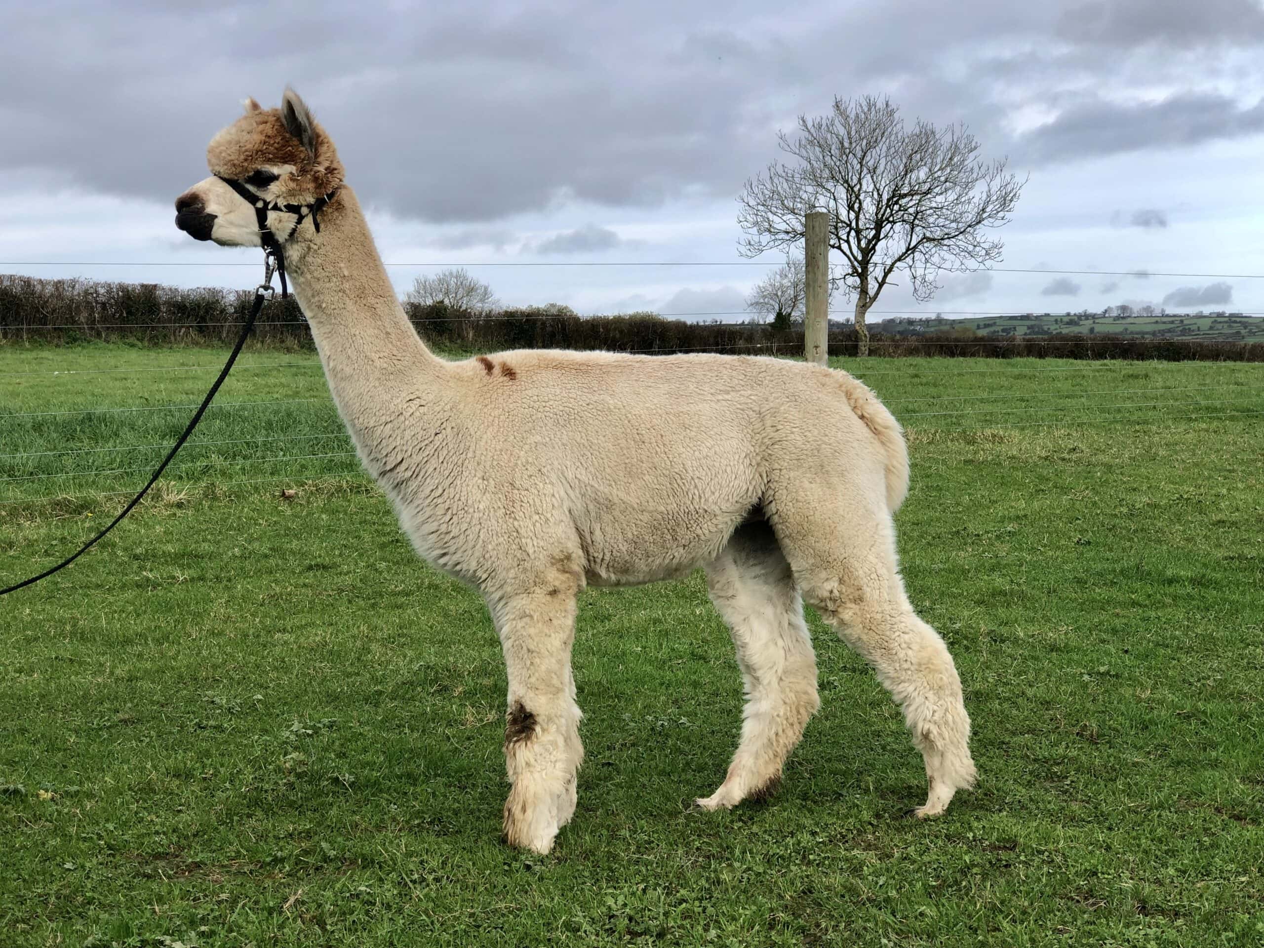 Alpaca on leash in lush green field