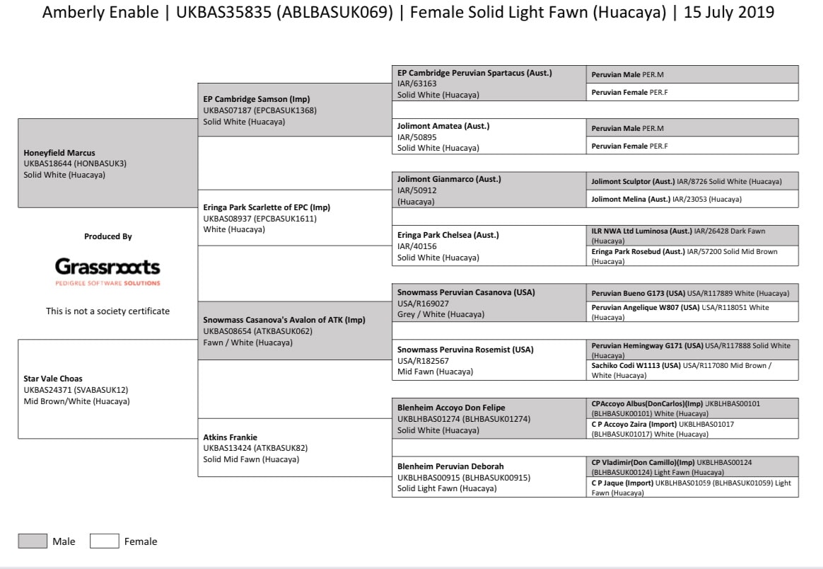 Detailed alpaca pedigree chart with animal names and codes