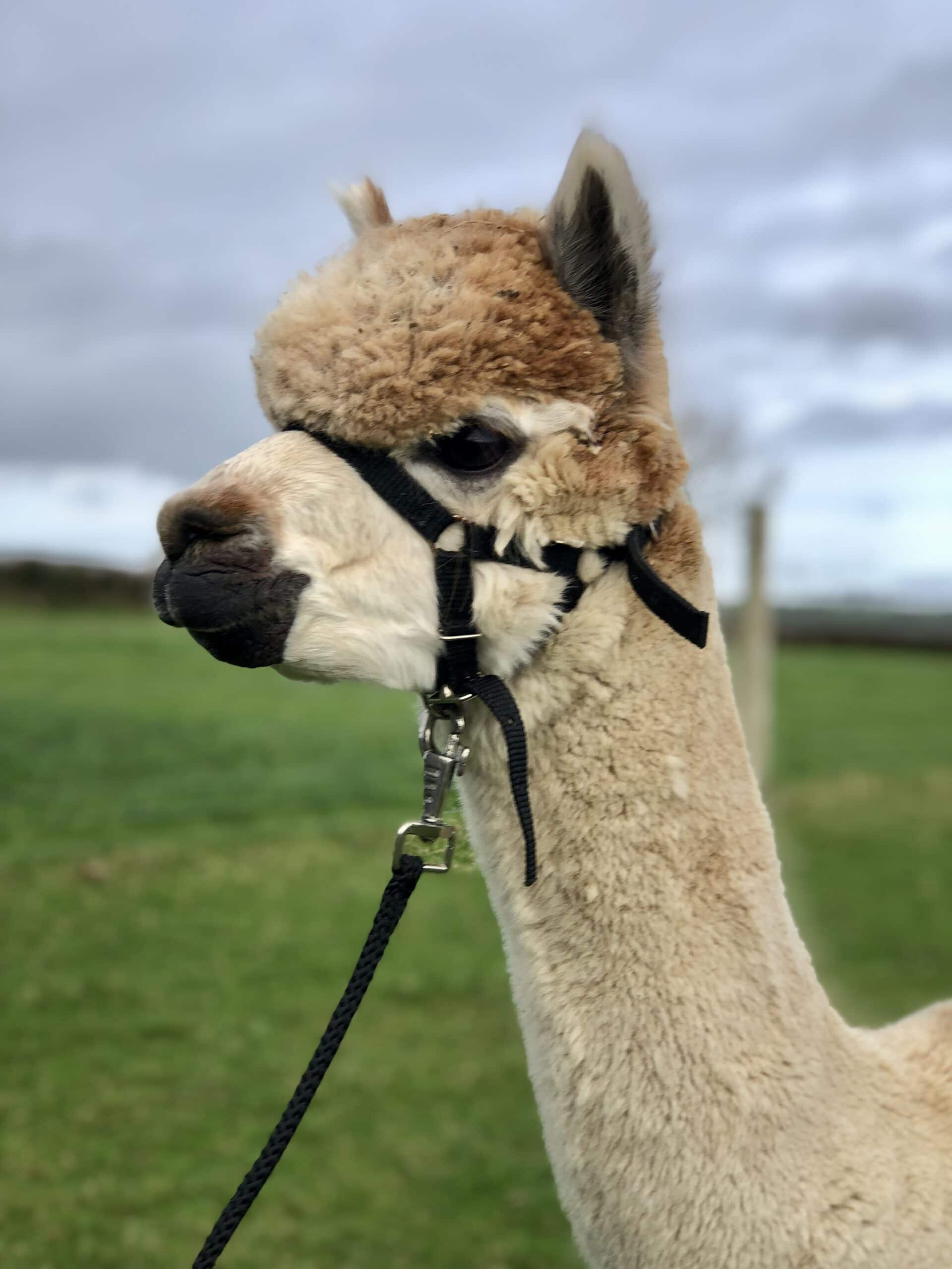 Brown and white alpaca with halter in grassy field