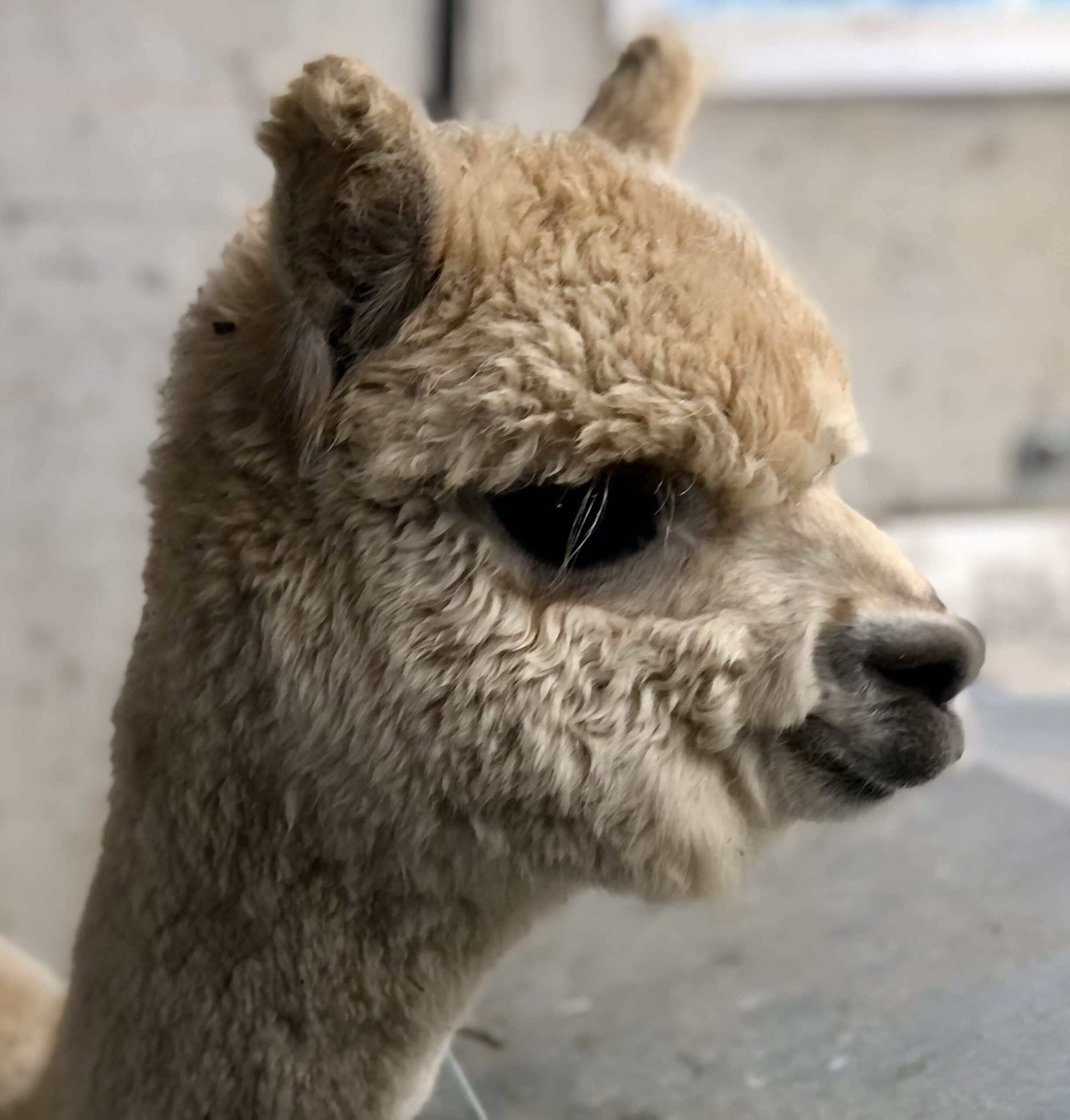 Close-up of a fluffy light brown alpaca's face