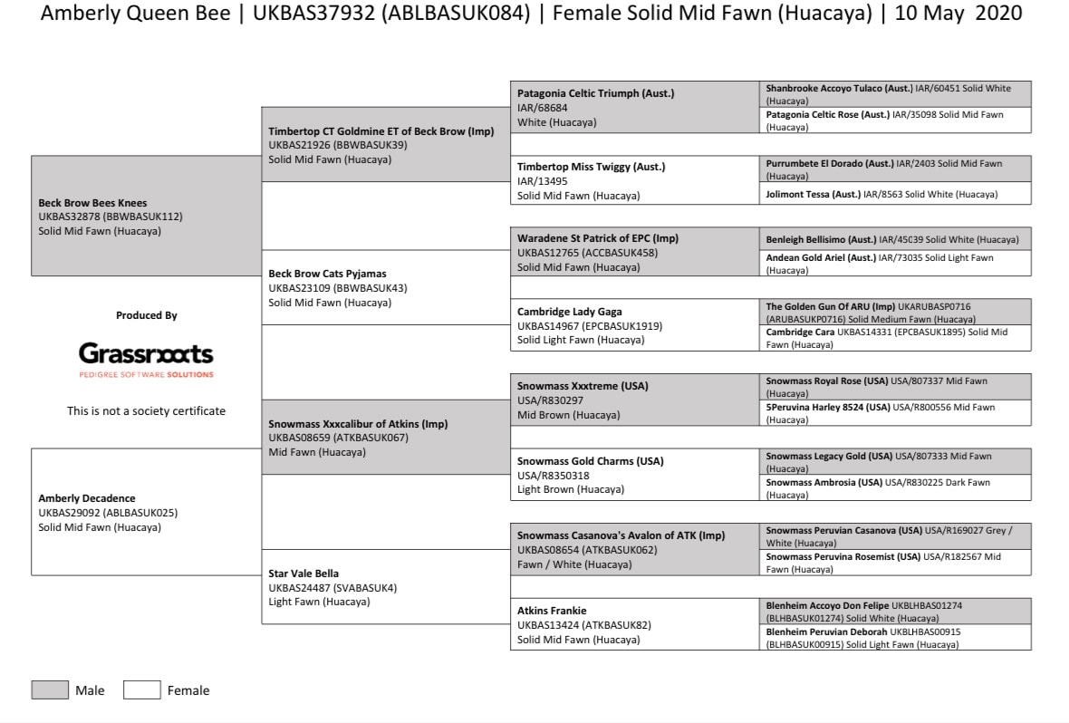 Alpaca pedigree chart for Amberly Queen Bee