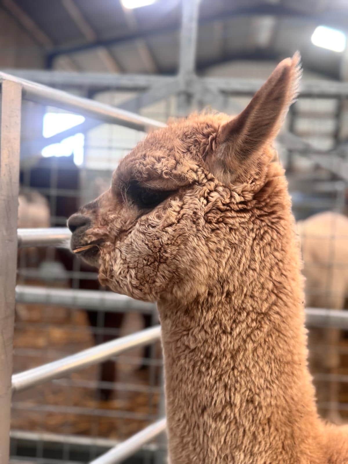 Close-up of a brown alpaca in a farm enclosure