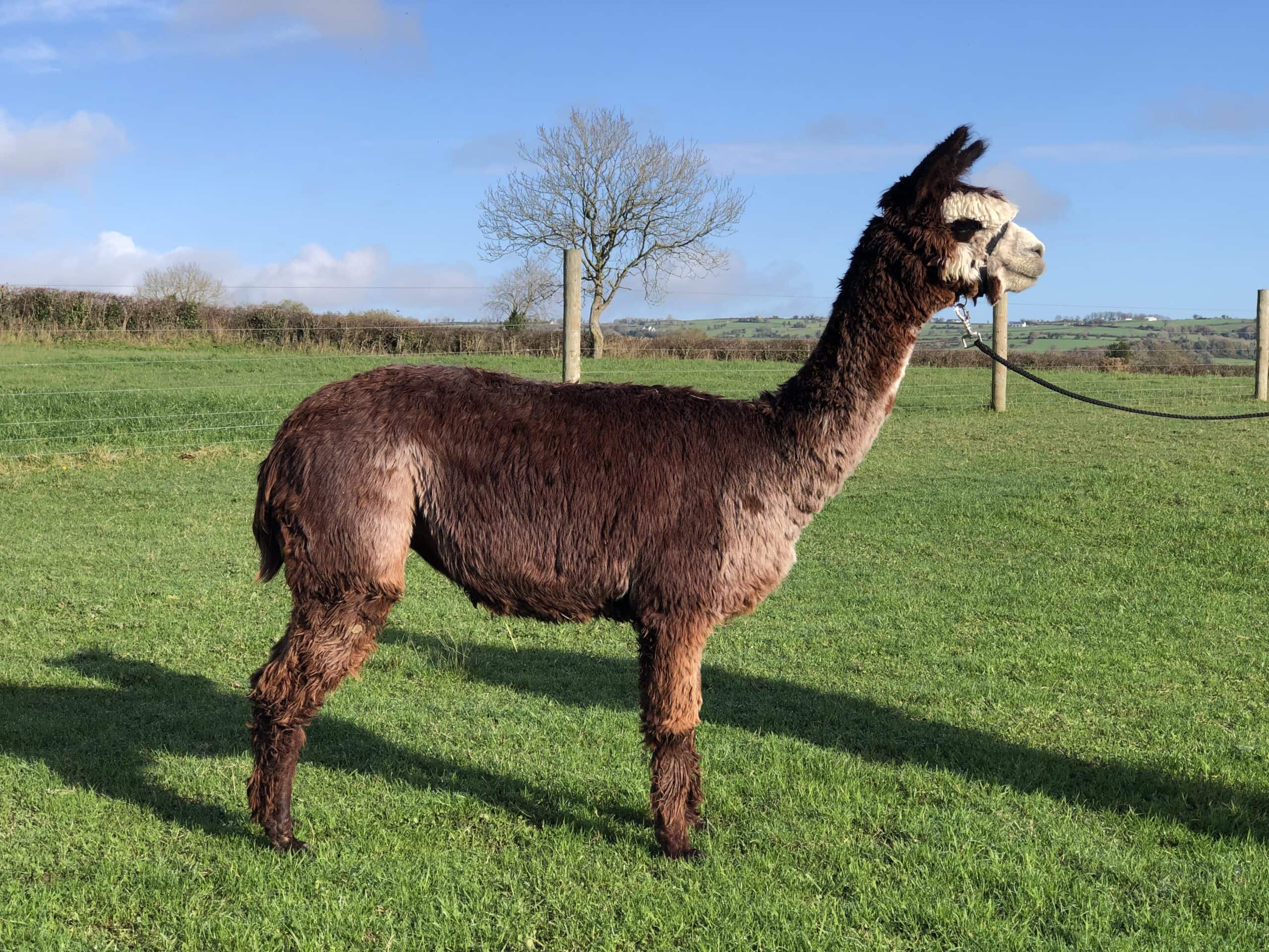 Brown alpaca standing in sunny green field