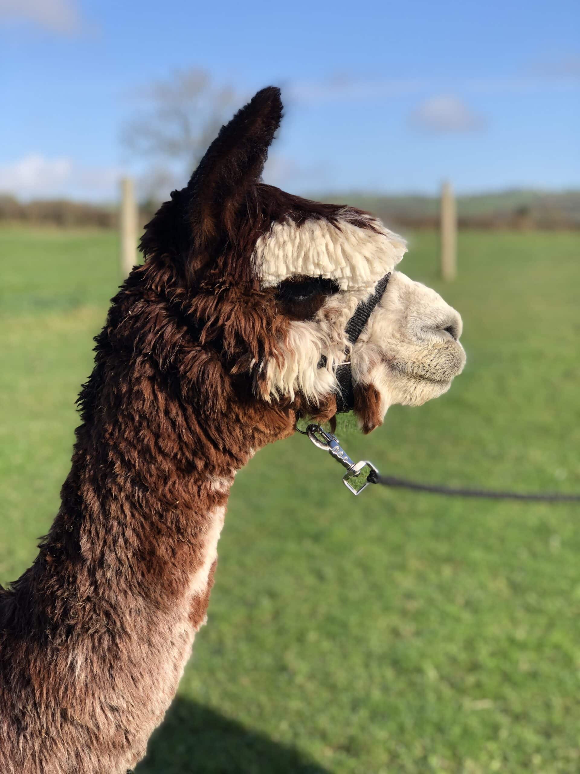 Close-up of brown alpaca in sunny field