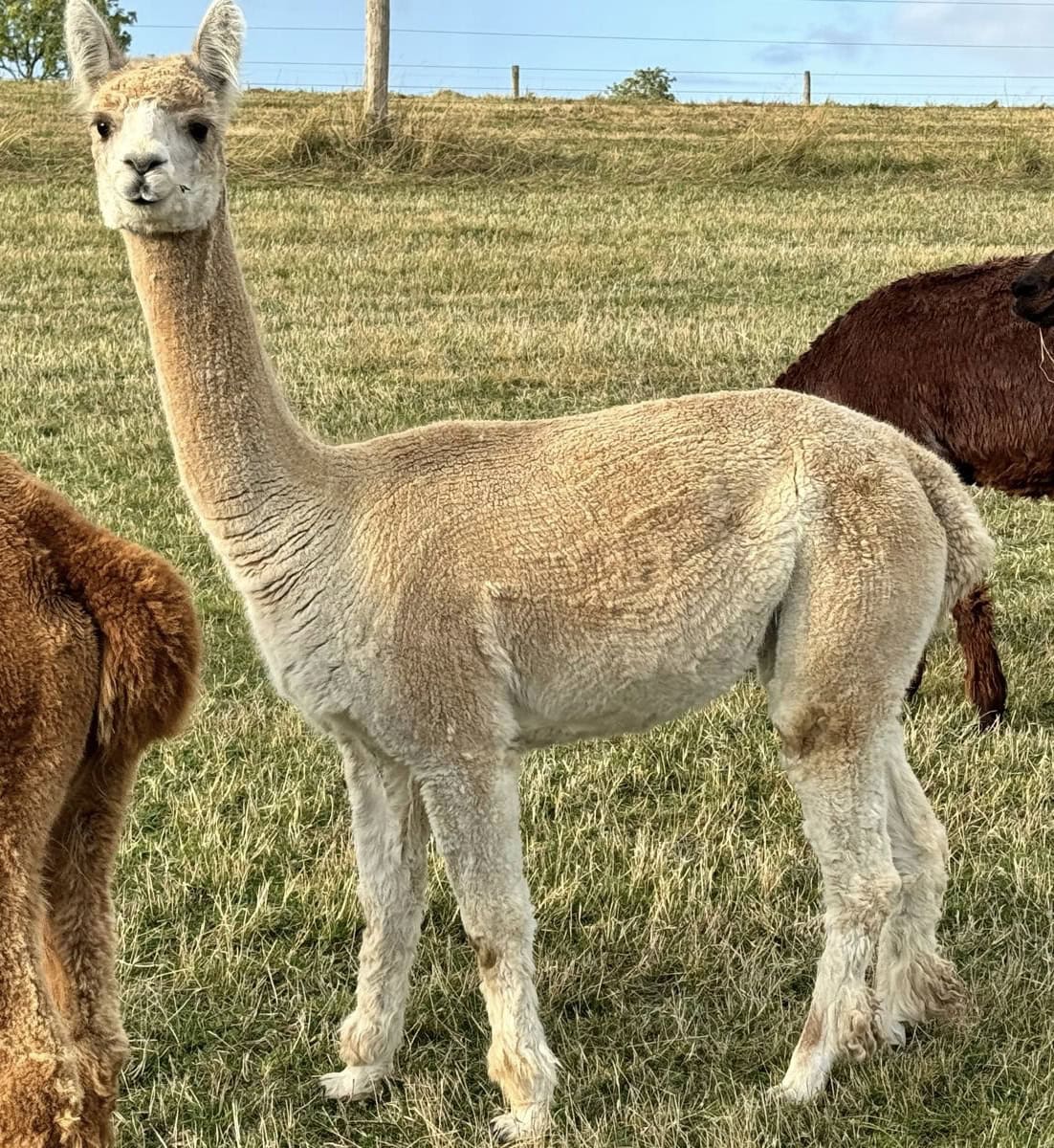 Light brown llama standing in a grassy field