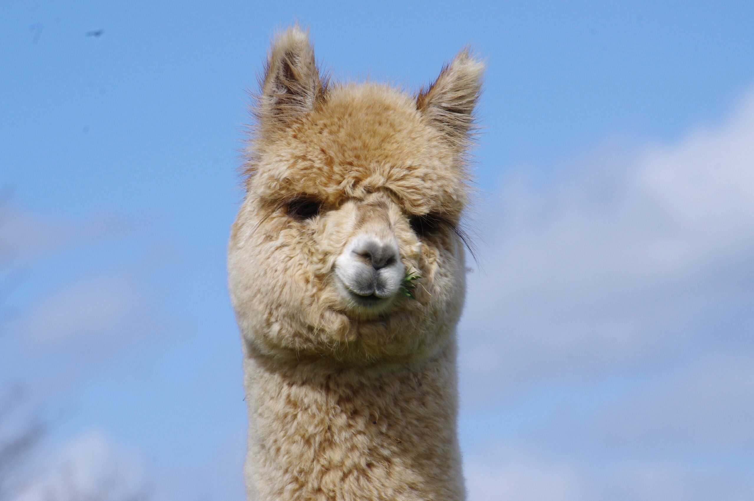 Alpaca with grass in mouth against blue sky